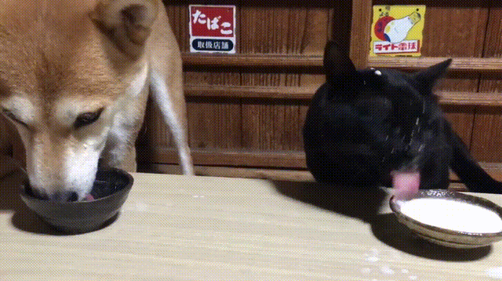 http://livedoor.4.blogimg.jp/antiwar_11/_f/dP2kiNI.gif