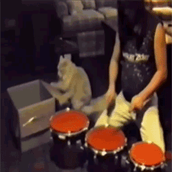 ドラム猫  猫の方が巧かったりします