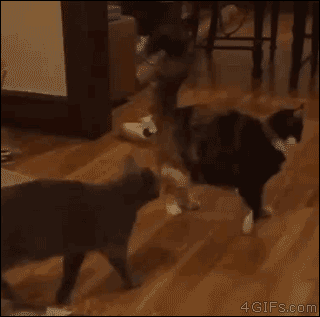 f9921fbf.gif