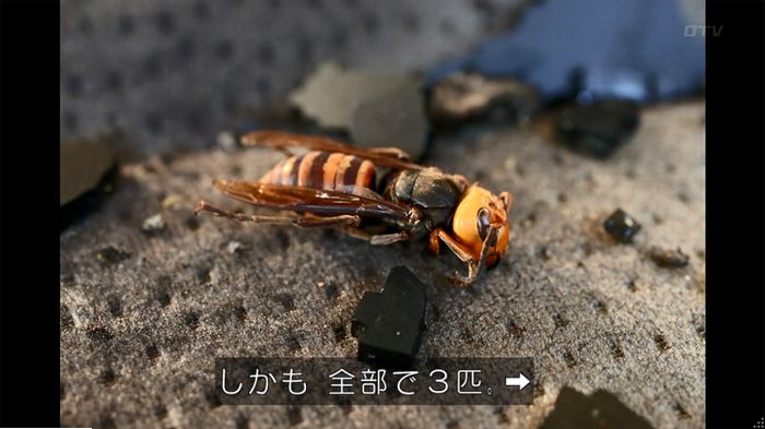 警視庁いきもの係 9話のキャプ621