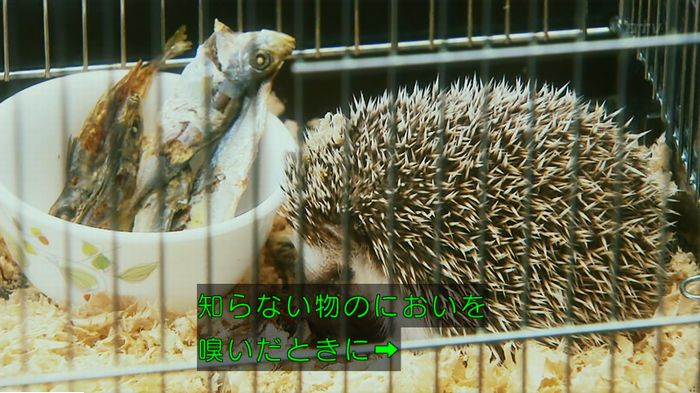警視庁いきもの係 9話のキャプ451