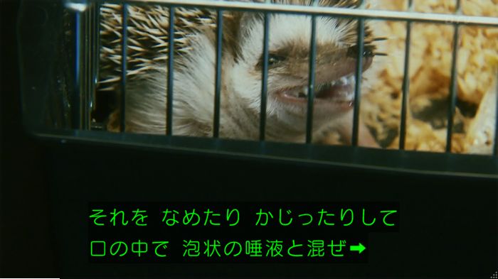 警視庁いきもの係 9話のキャプ452