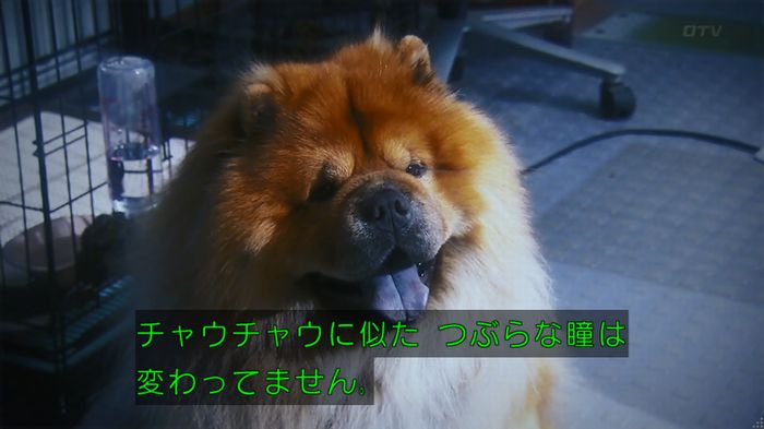 いきもの係 3話のキャプ775
