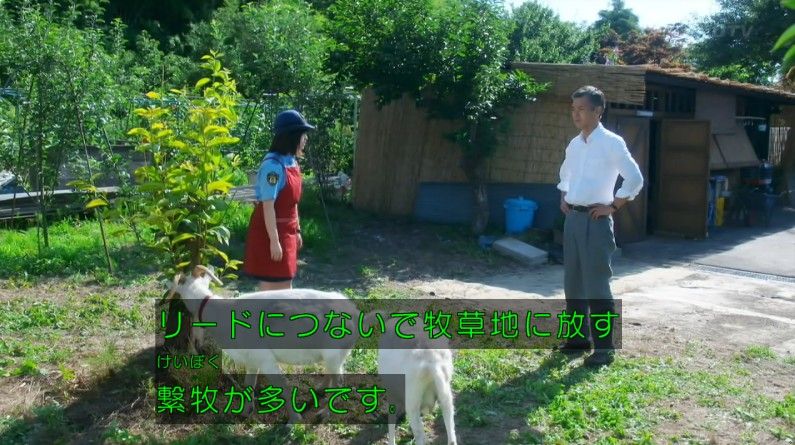 いきもの係 4話のキャプ258