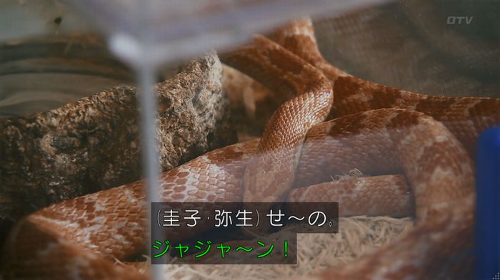 いきもの係 3話のキャプ162