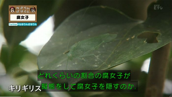 ねほりん腐女子回のキャプ371