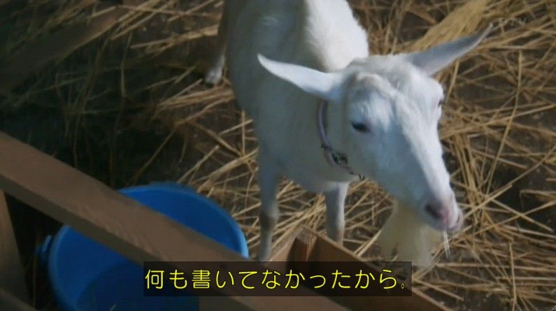 いきもの係 4話のキャプ243