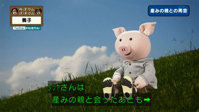 ねほりん 養子回のキャプ335
