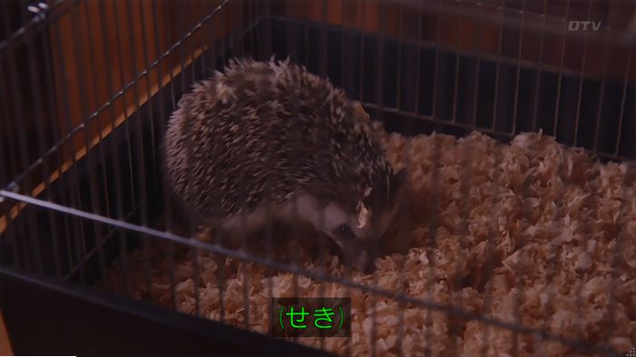 警視庁いきもの係 9話のキャプ344