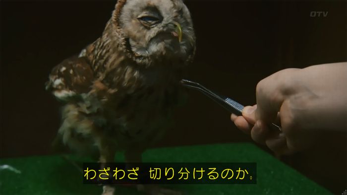 警視庁いきもの係 8話のキャプ231