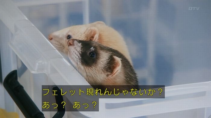 警視庁いきもの係 8話のキャプ81
