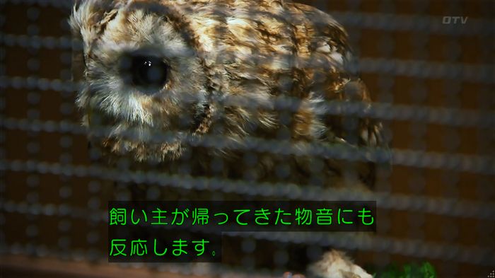 警視庁いきもの係 8話のキャプ711