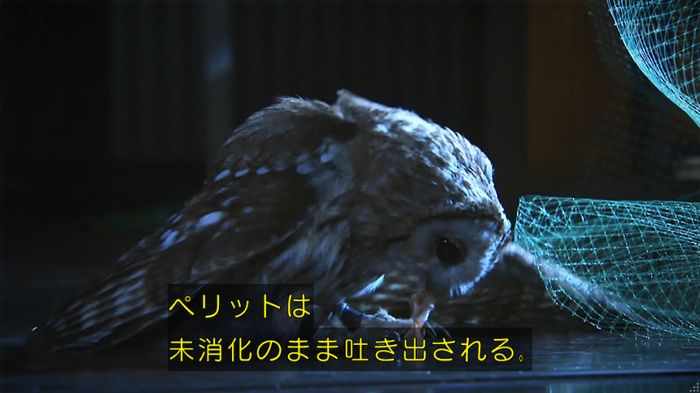 警視庁いきもの係 8話のキャプ733