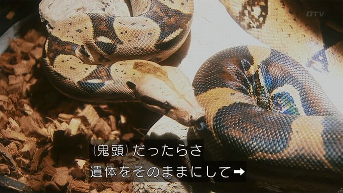 いきもの係 3話のキャプ759