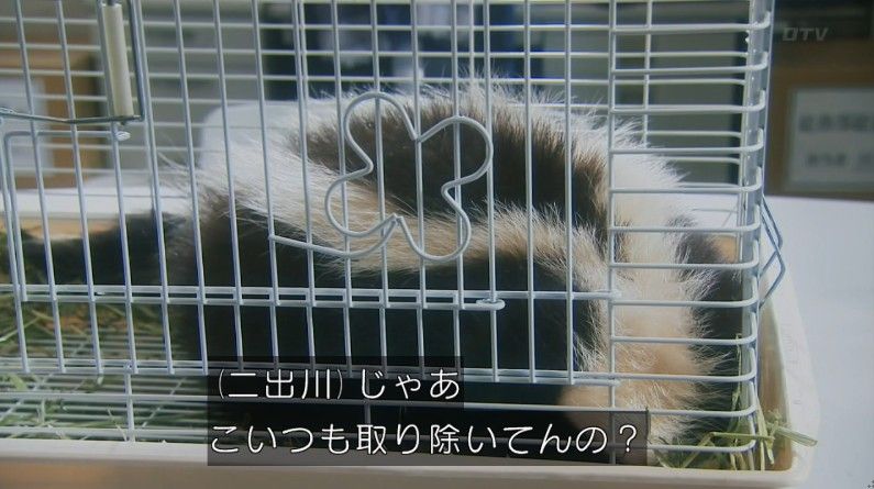 いきもの係 4話のキャプ116