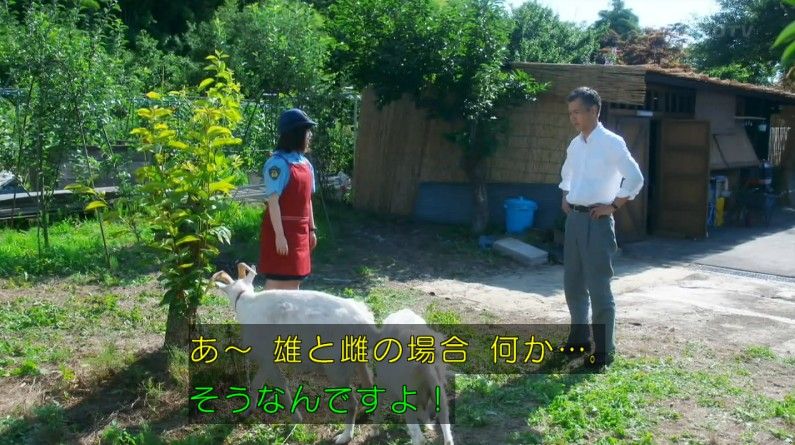 いきもの係 4話のキャプ261