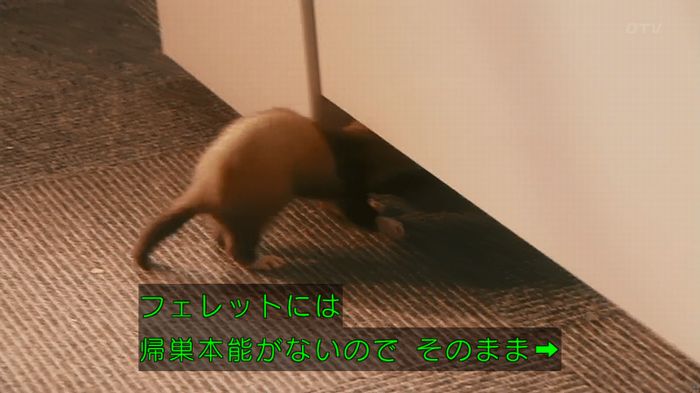 警視庁いきもの係 8話のキャプ408