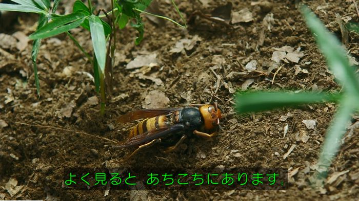 警視庁いきもの係 9話のキャプ581
