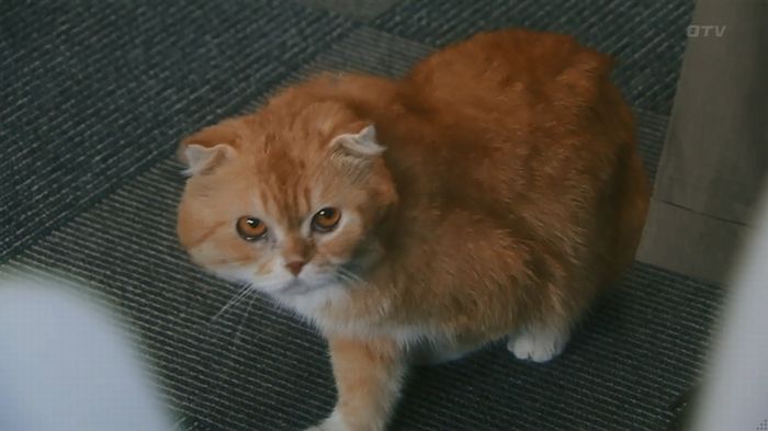 いきもの係 3話のキャプ53