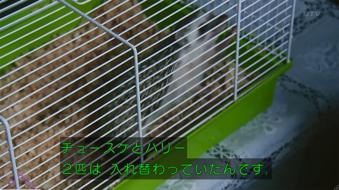 警視庁いきもの係 9話のキャプ389