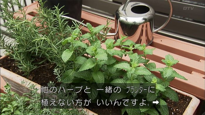 ウツボカズラの夢4話のキャプ76