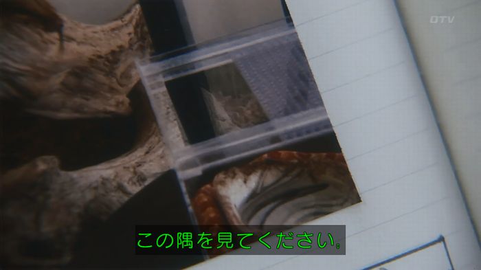 いきもの係 3話のキャプ244