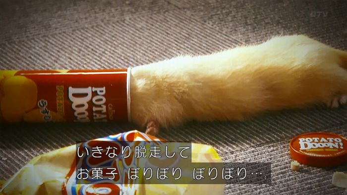 警視庁いきもの係 8話のキャプ550