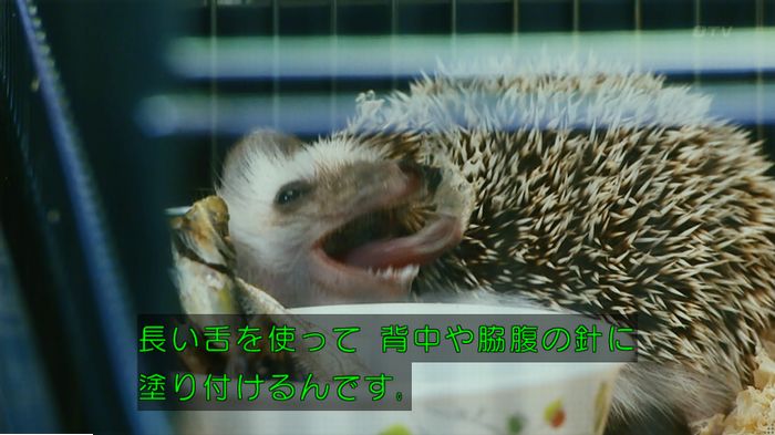 警視庁いきもの係 9話のキャプ453