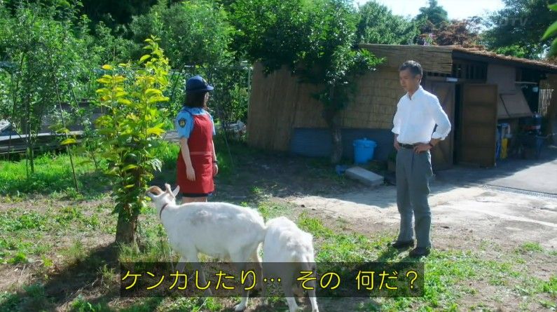 いきもの係 4話のキャプ260