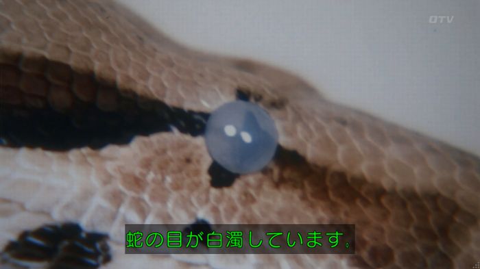 いきもの係 3話のキャプ258