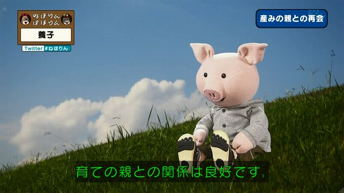 ねほりん 養子回のキャプ336