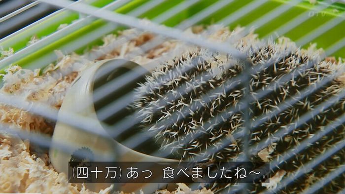 警視庁いきもの係 9話のキャプ163