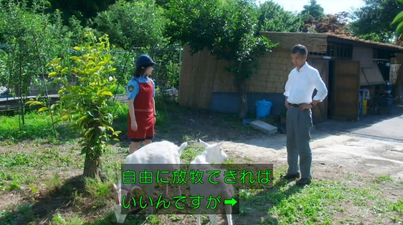 いきもの係 4話のキャプ256
