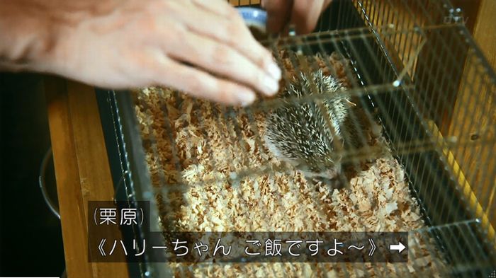 警視庁いきもの係 9話のキャプ290