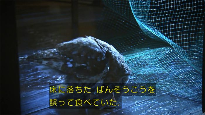 警視庁いきもの係 8話のキャプ732