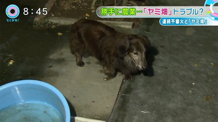 とくダネ!のキャプ42