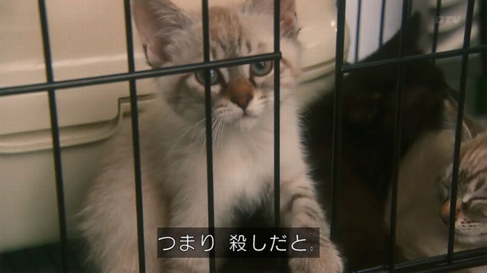いきもの係 3話のキャプ274