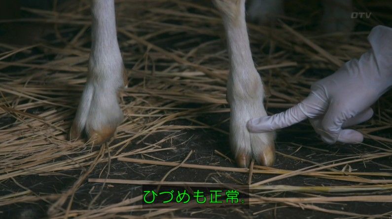 いきもの係 4話のキャプ249