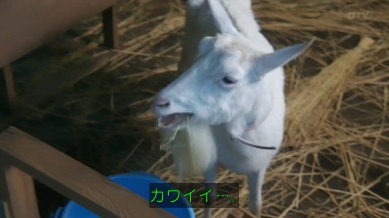 いきもの係 4話のキャプ234