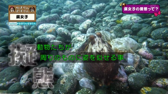 ねほりん腐女子回のキャプ309