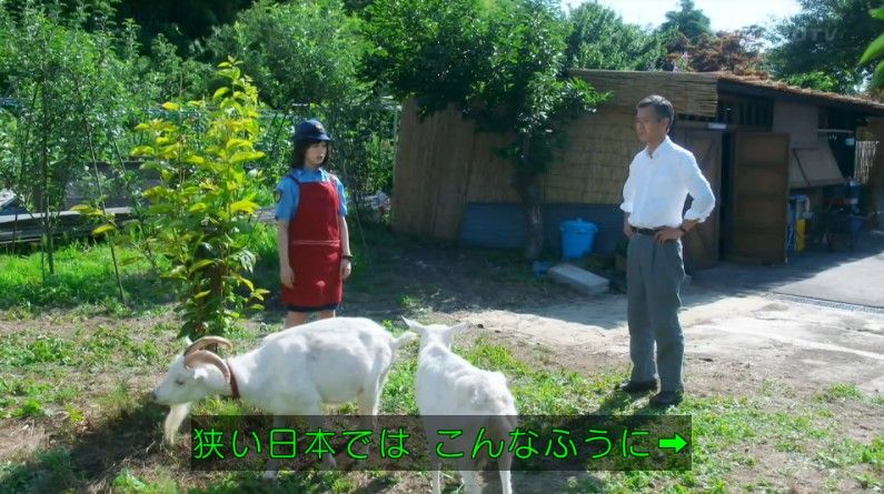 いきもの係 4話のキャプ257