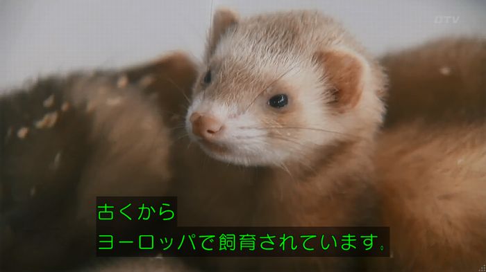 警視庁いきもの係 8話のキャプ51