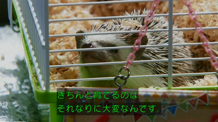 警視庁いきもの係 9話のキャプ149