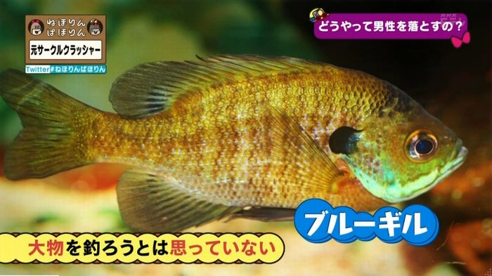 ねほりんぱほりん サークルクラッシャーのキャプ160