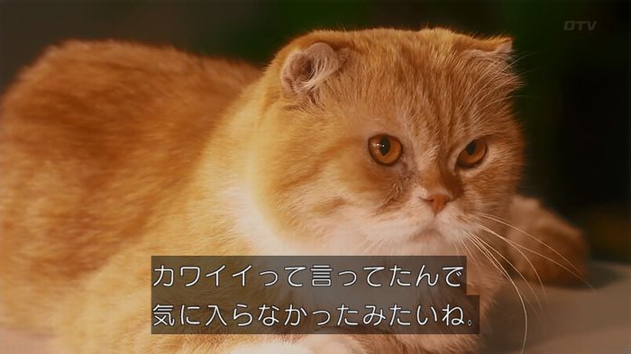 警視庁いきもの係 8話のキャプ406