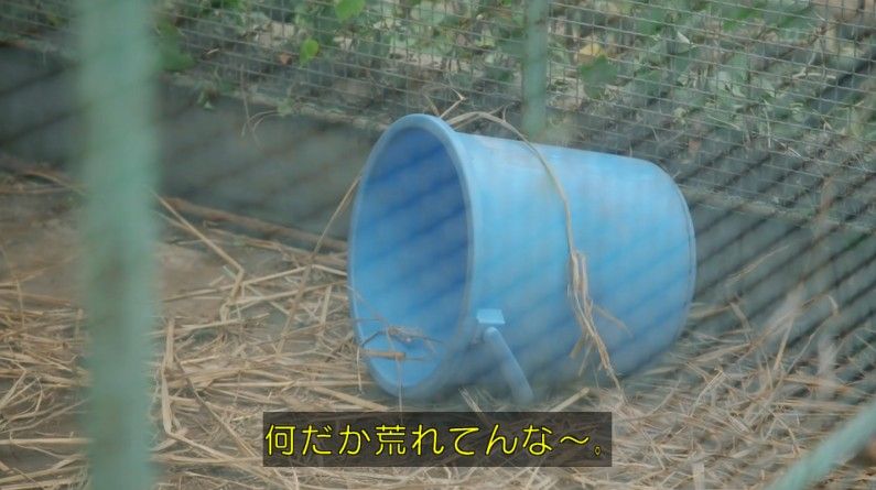 いきもの係 4話のキャプ327