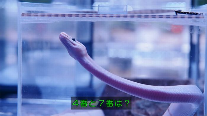 いきもの係 3話のキャプ535
