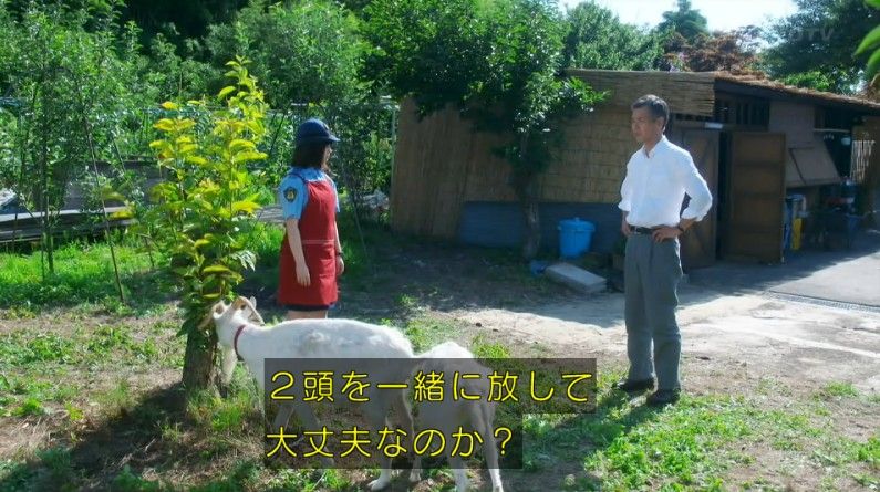 いきもの係 4話のキャプ259