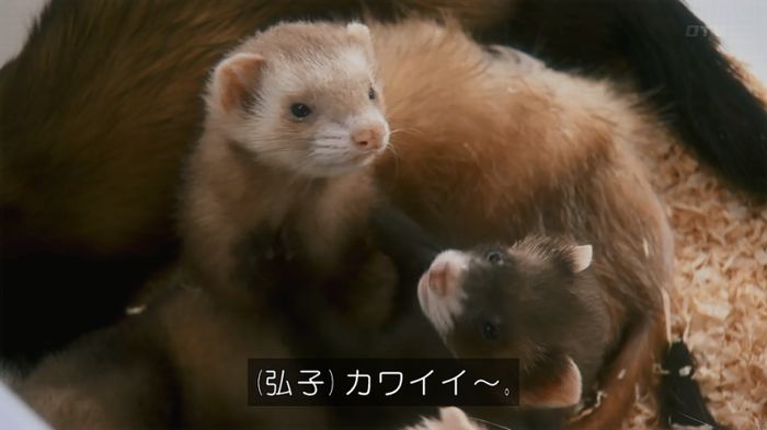 警視庁いきもの係 8話のキャプ39