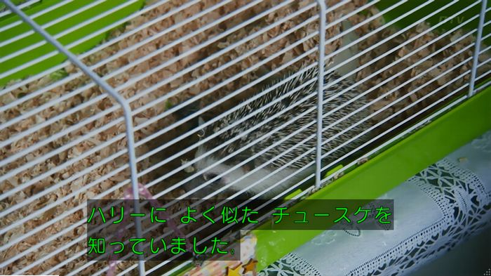警視庁いきもの係 9話のキャプ408